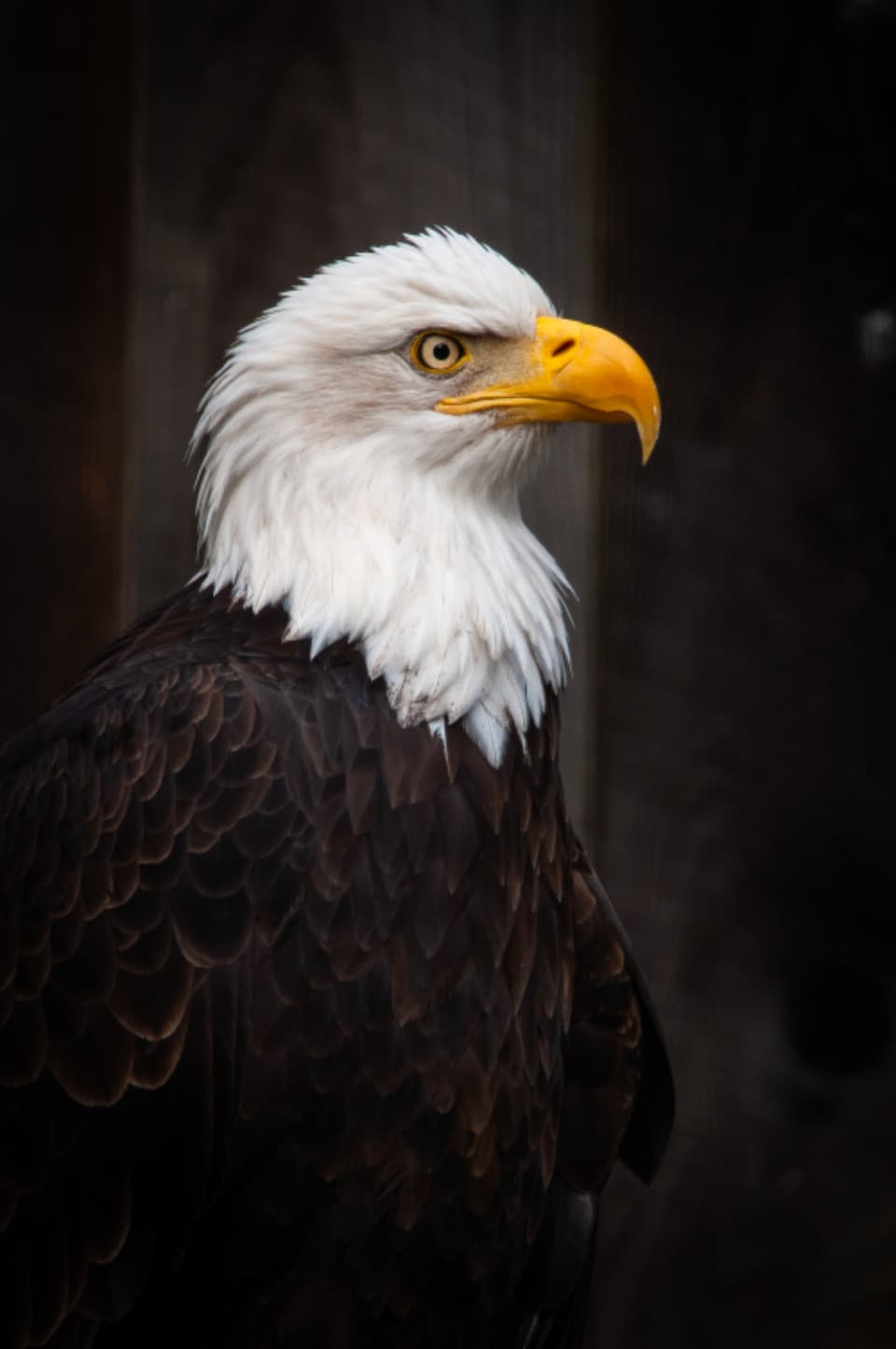 Close-up of a bald eagle's head and gold beak against a dark background